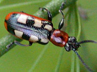 beetle adult