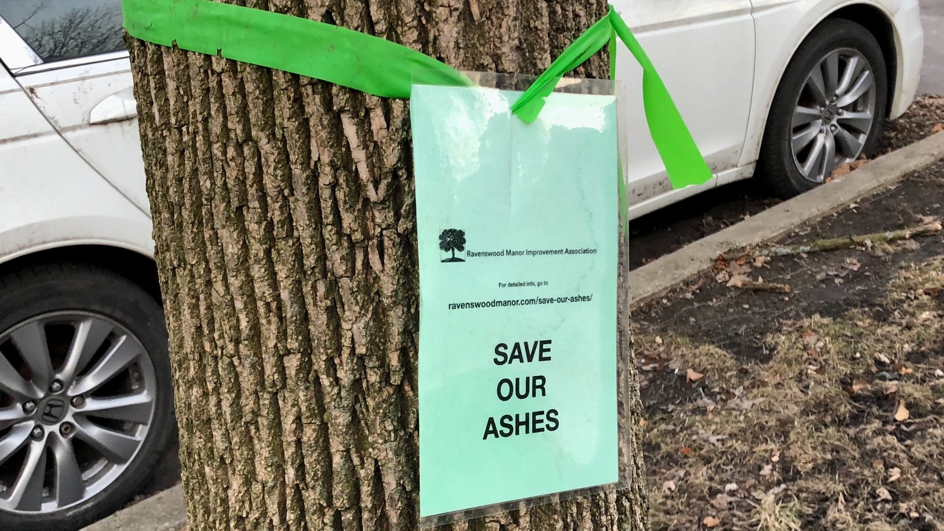 The City of Chicago has given up on treating parkway ash trees, so neighbors are taking it upon themselves. (Patty Wetli / WTTW News)