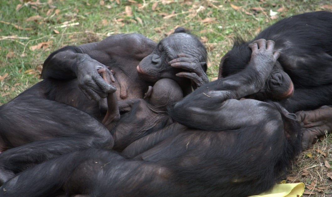 A group of bonobos hanging out; credit: LaggedOnUser [Flickr]