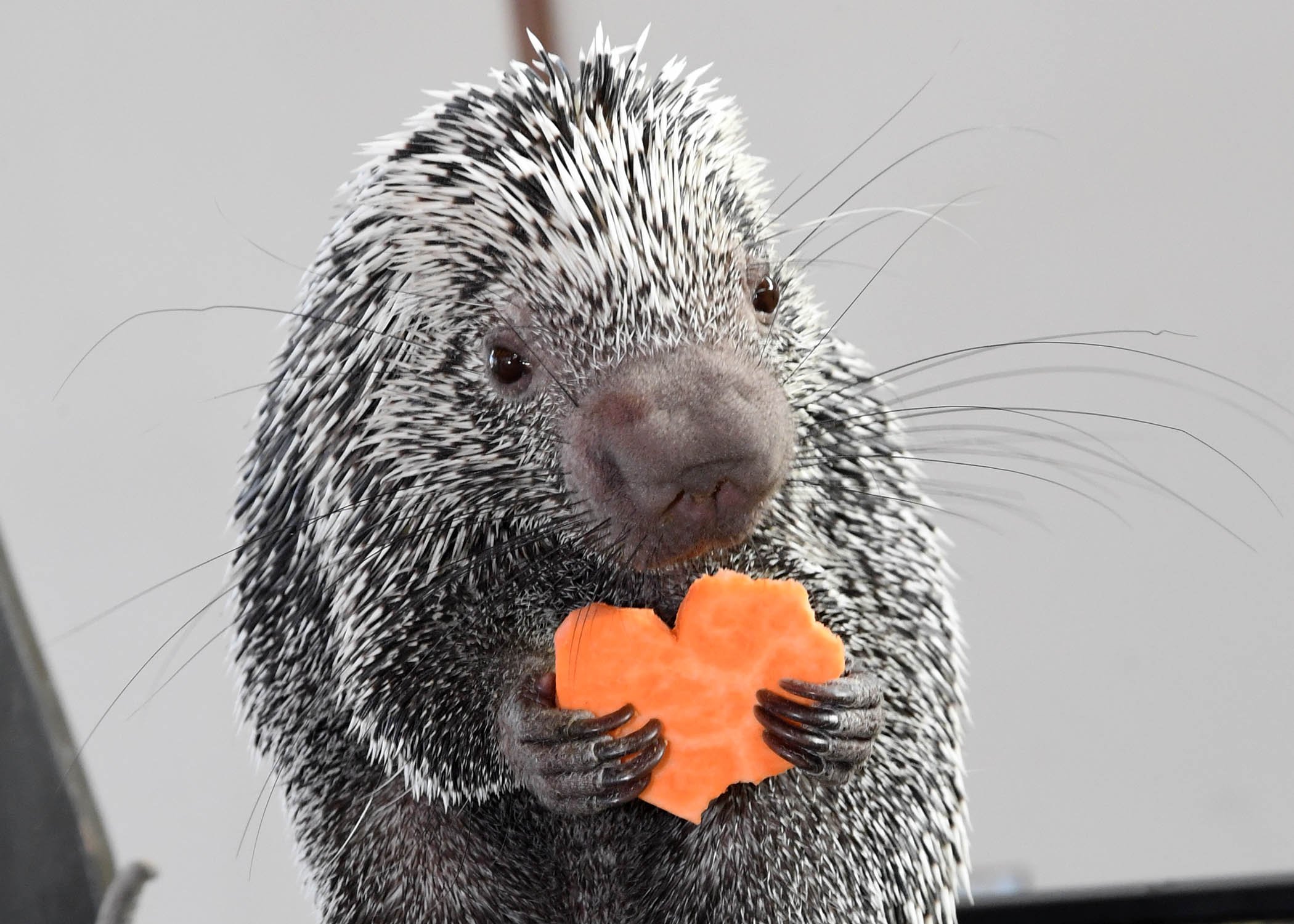 Quilbert the porcupine, clutching his sweet potato Valentine's treat. (Jim Schulz / Chicago Zoological Society)