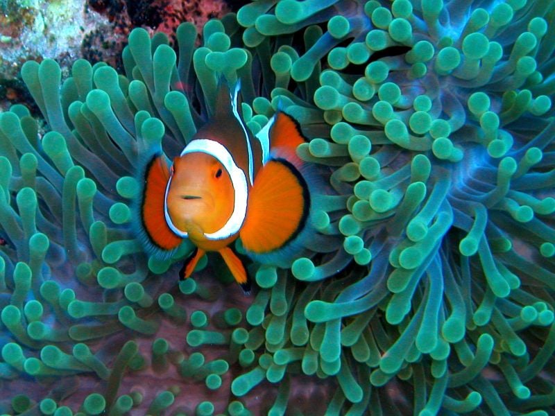The ever-colorful clownfish; credit: Nemo’s Great Uncle [Flickr]