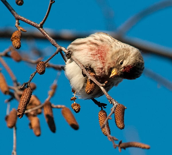 A common redpoll examines seeds from a birch tree at the Chicago Botanic Garden. (Carol Freeman / Chicago Botanic Garden)
