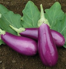 dancer eggplant
