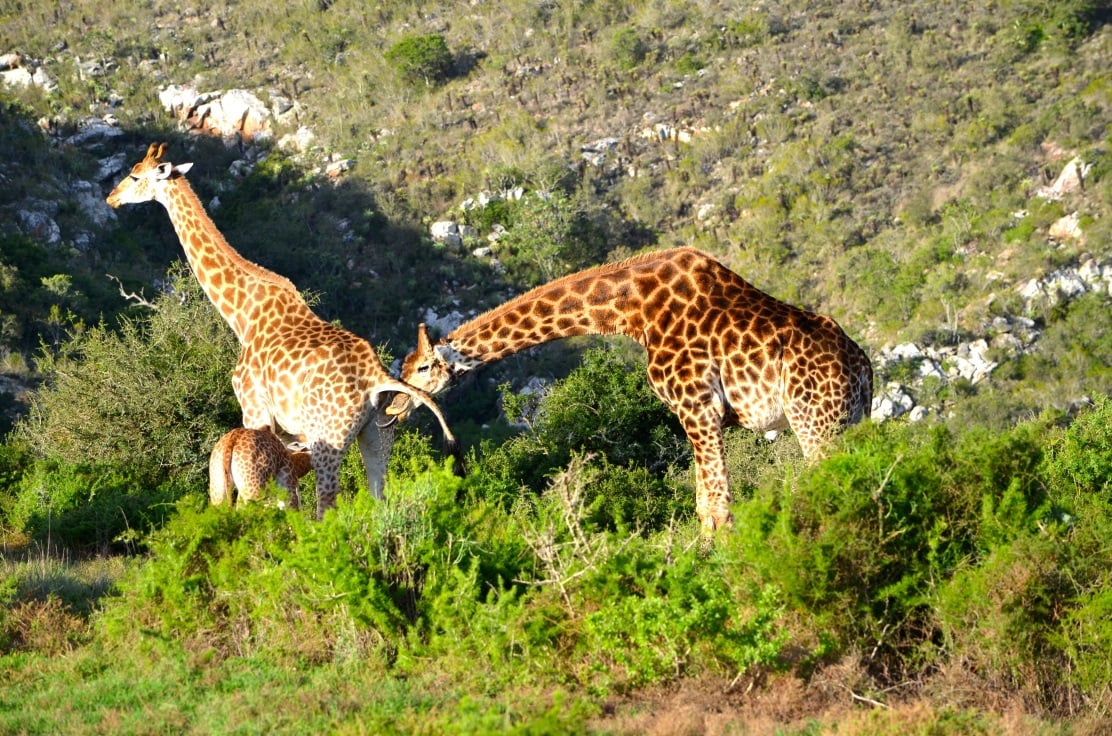 A male giraffe exhibiting the flehmen response to a nursing female; credit: Colin the Scot [Flickr]