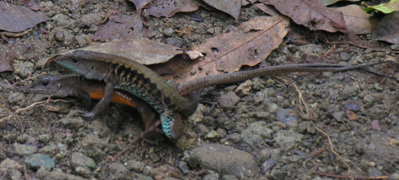 Two whiptail lizards engaging in asexual mating; credit: Jodi [Flickr]