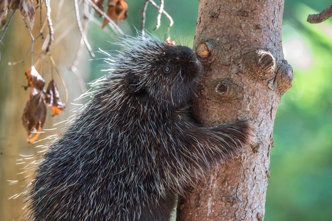 A female North American Porcupine; credit: Janice Sveda