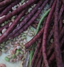 red yard long bean