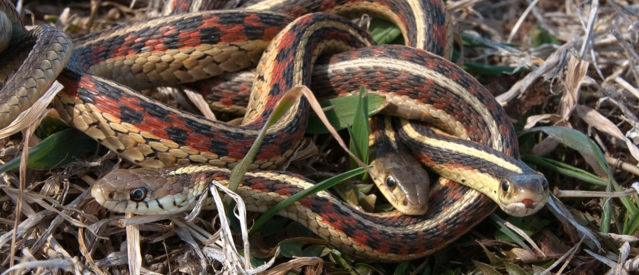 A small mating ball of red-sided garter snakes; credit: Chris Helzer
