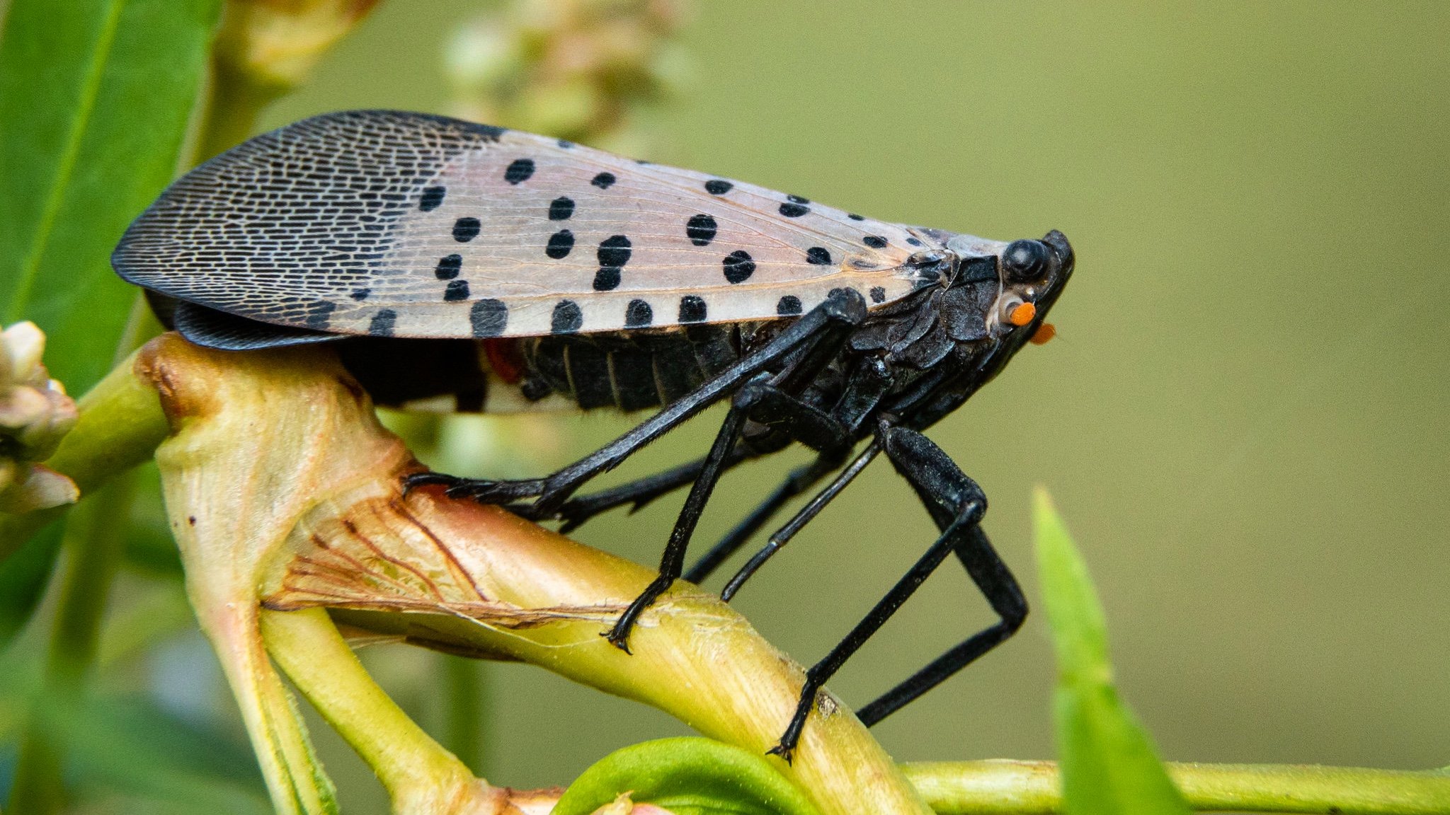 Be on the lookout for the spotted lanternfly, which threatens a host of fruit trees and plants. (Chesapeake Bay Program / Flickr)