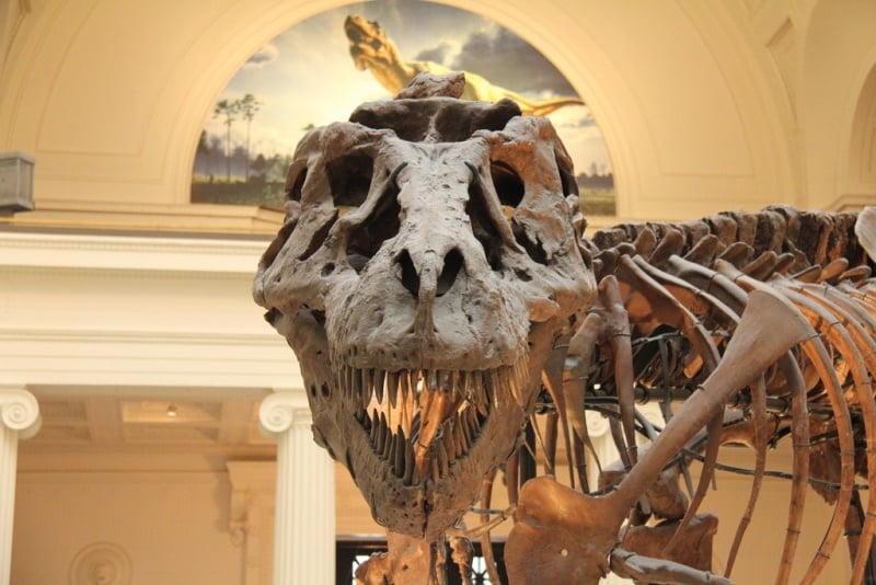 Sue the Tyrannosaurus Rex (John Mountjoy / Flickr)