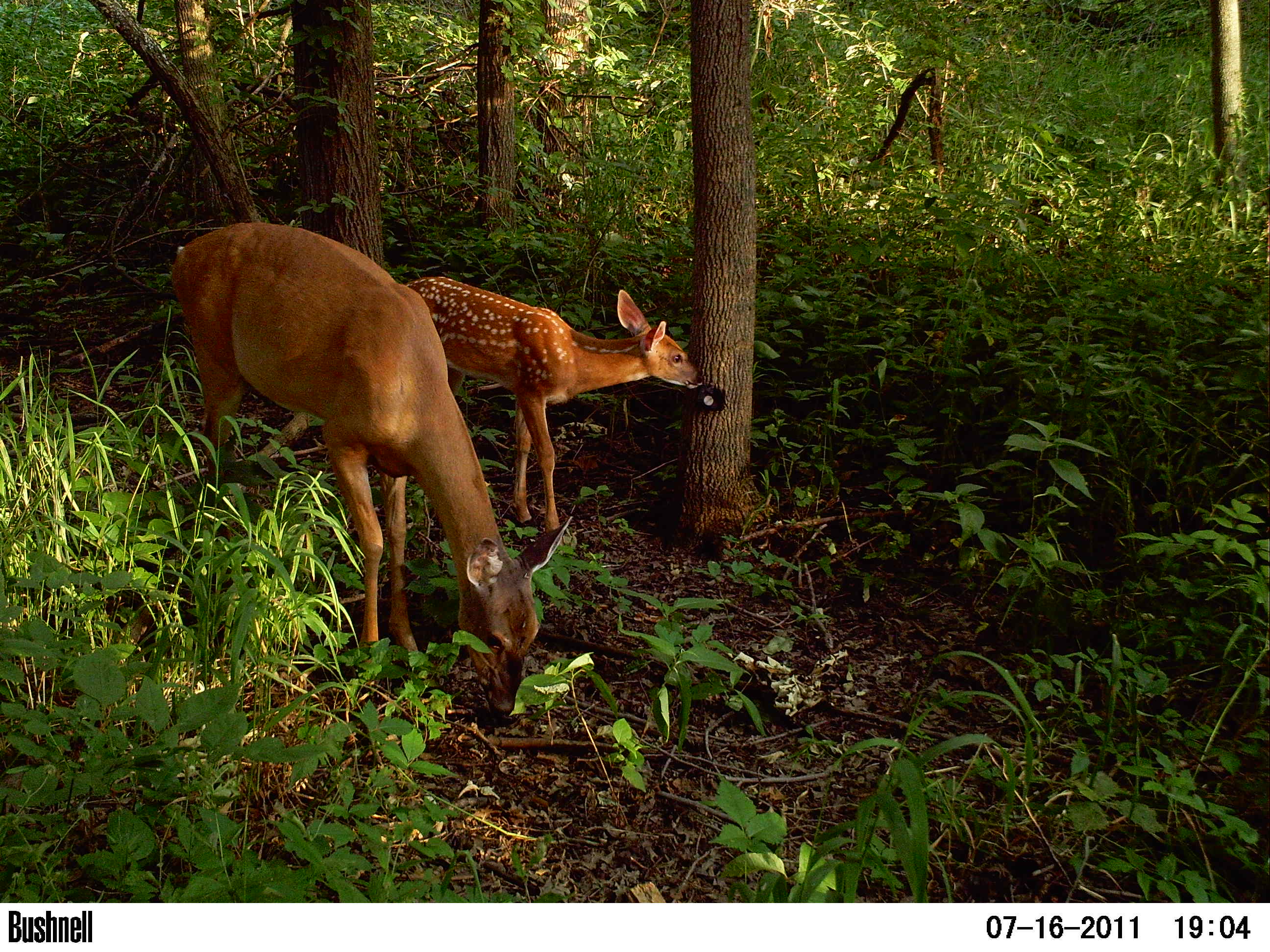 Deer get into view of a Chicago Wildlife Watch camera trap. (Courtesy of Urban Wildlife Institute/Lincoln Park Zoo)