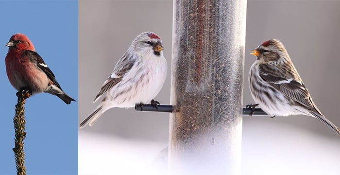 Left: A white-winged crossbill (Dominic Sherony). Right: A hoary redpoll joins a common redpoll at a thistle feeder. Note the paler appearance of the hoary redpoll. (dfaulder / Flickr)