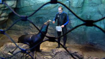 Ken Ramirez feeds Tyler, the California sea lion at the Shedd Aquarium