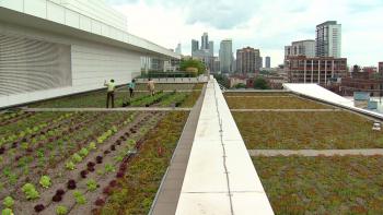 Vincent Lai, head chef at McCormick Place, is well aware of the garden’s limitations due to Chicago weather. He’s says the crew is trying to focus on vegetables that can survive the inevitable cold months.