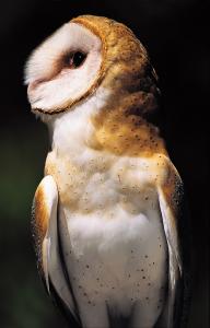 Barn Owl. Photo by Carol Freeman. Click image to view photo gallery.