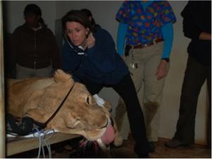 UCLA Cardiologist Barbara Natterson-Horowitz examines a lion at the Los Angeles Zoo.