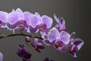 Orchid; courtesy Chicago Botanic Garden