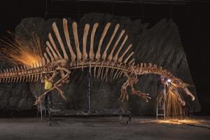 Workers grind the rough edges off an anatomically precise, life-size Spinosaurus skeleton created from digital data. Scientists assembled a computer model from CT scans of fossils, images of lost bones, and extrapolations from related creatures, then expressed it in polystyrene, resin, and steel. Photo by Mike Hettwer/National Geographic (October edition)