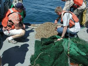 Fishermen examine a pile of Quagga mussels. Image credit: NOAA