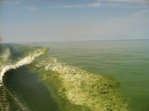 Algae blooming in Lake Erie. Image credit: NOAA/USGS