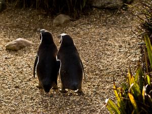 Penguins use their sense of smell to identify family members. Courtesy of William Warby via Flickr.