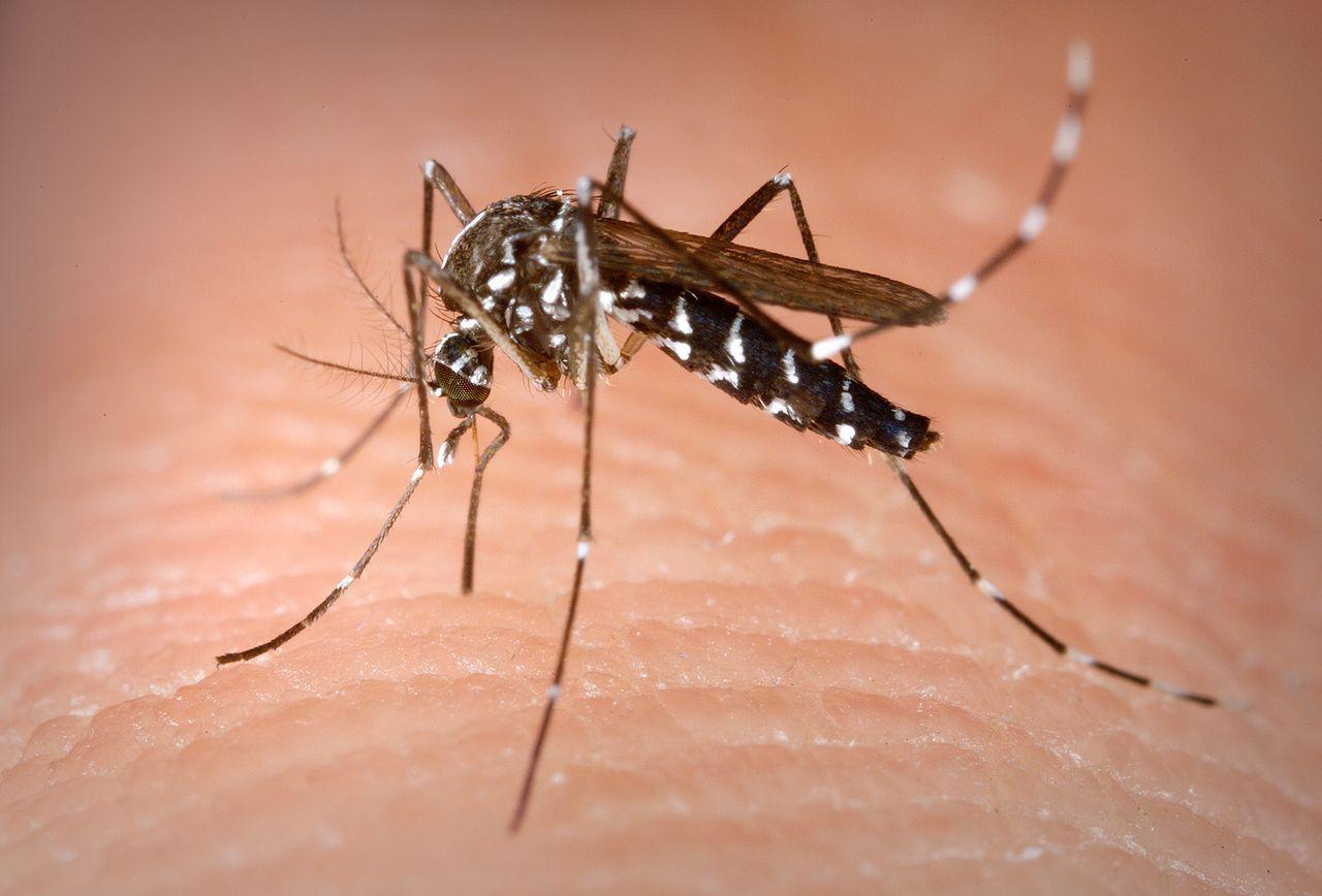 Aedes albopictus (Asian tiger mosquito), can transmit the Zika virus.