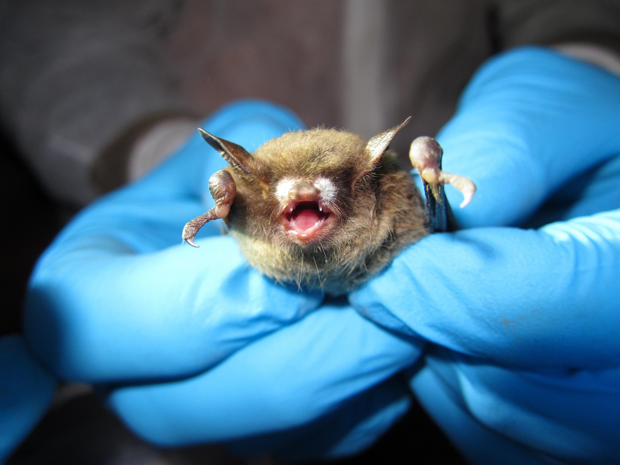 In this photo by Steve Taylor of the University of Illinois, a little brown bat shows visible symptoms of White-nose syndrome. (U.S. Fish and Wildlife Service / Flickr)