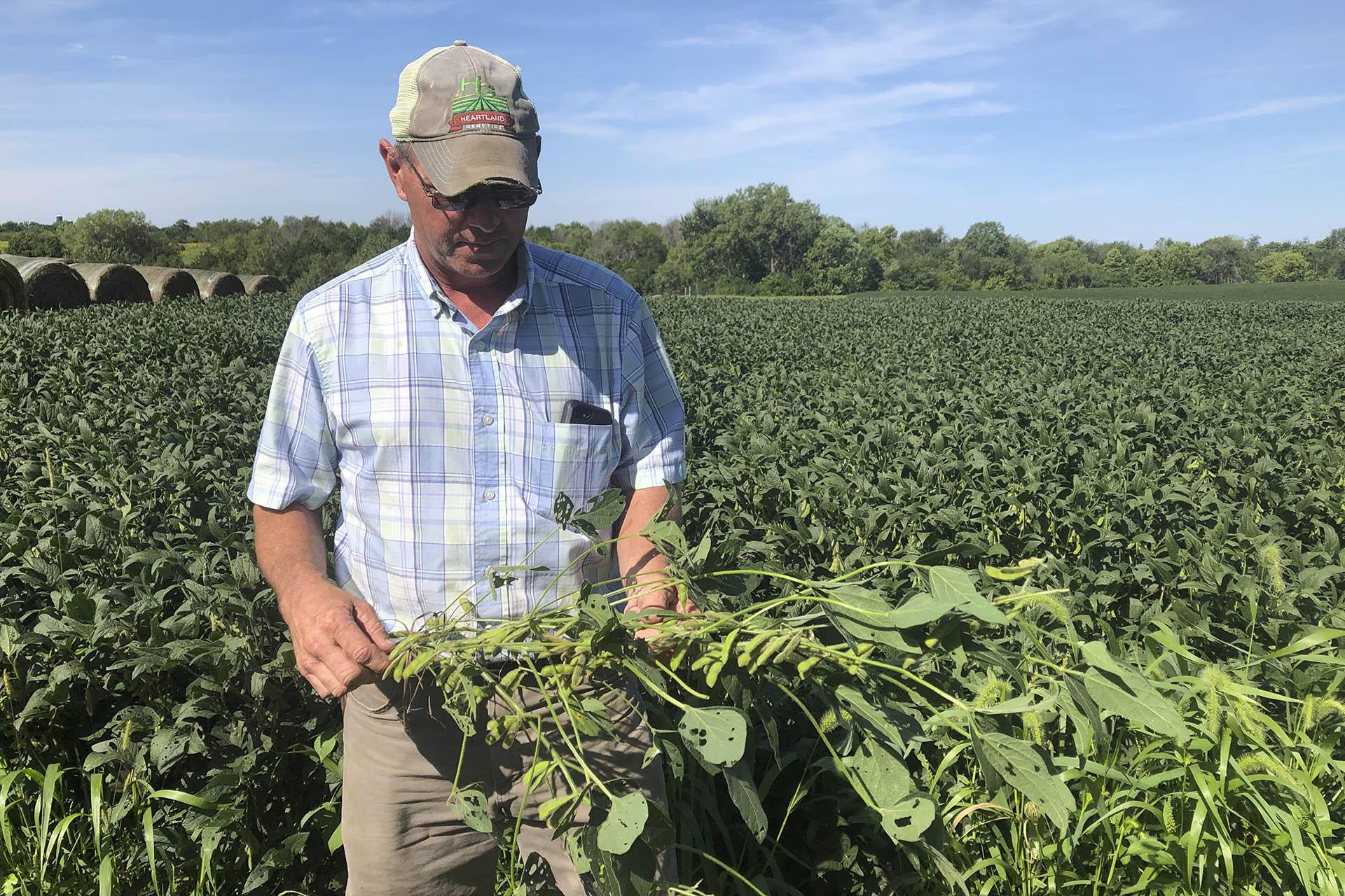 Farmer Randy Miller is shown with his soybeans, Thursday, Aug. 22, 2019, at his farm in Lacona, Iowa.  Miller, who also farms corn, is among farmers unhappy with President Donald Trump over waivers granted to oil refineries that have sharply reduced demand for corn-based ethanol. Miller called it “our own country stabbing us in the back.” (AP Photo / Julie Pace)