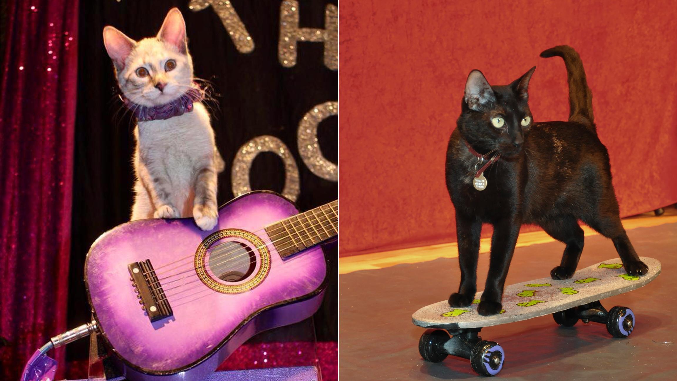 Rock ‘n’ roll: Cats can do a lot more than sleep. See feline feats at the Amazing Acro-Cats show. (Courtesy Samantha Martin)