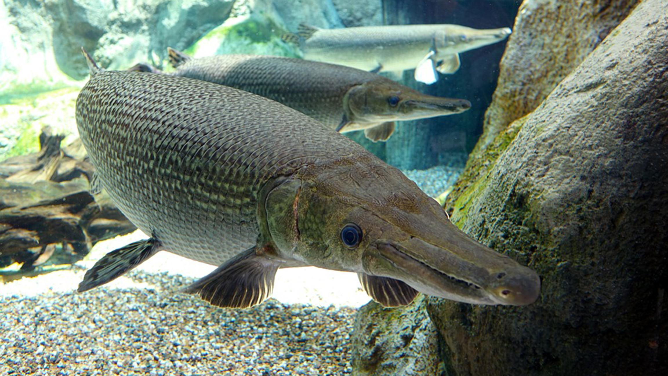 Although they can reportedly reach up to 10 feet in length, adult alligator gars are generally four to six feet long, according to the U.S. Fish and Wildlife Service. 