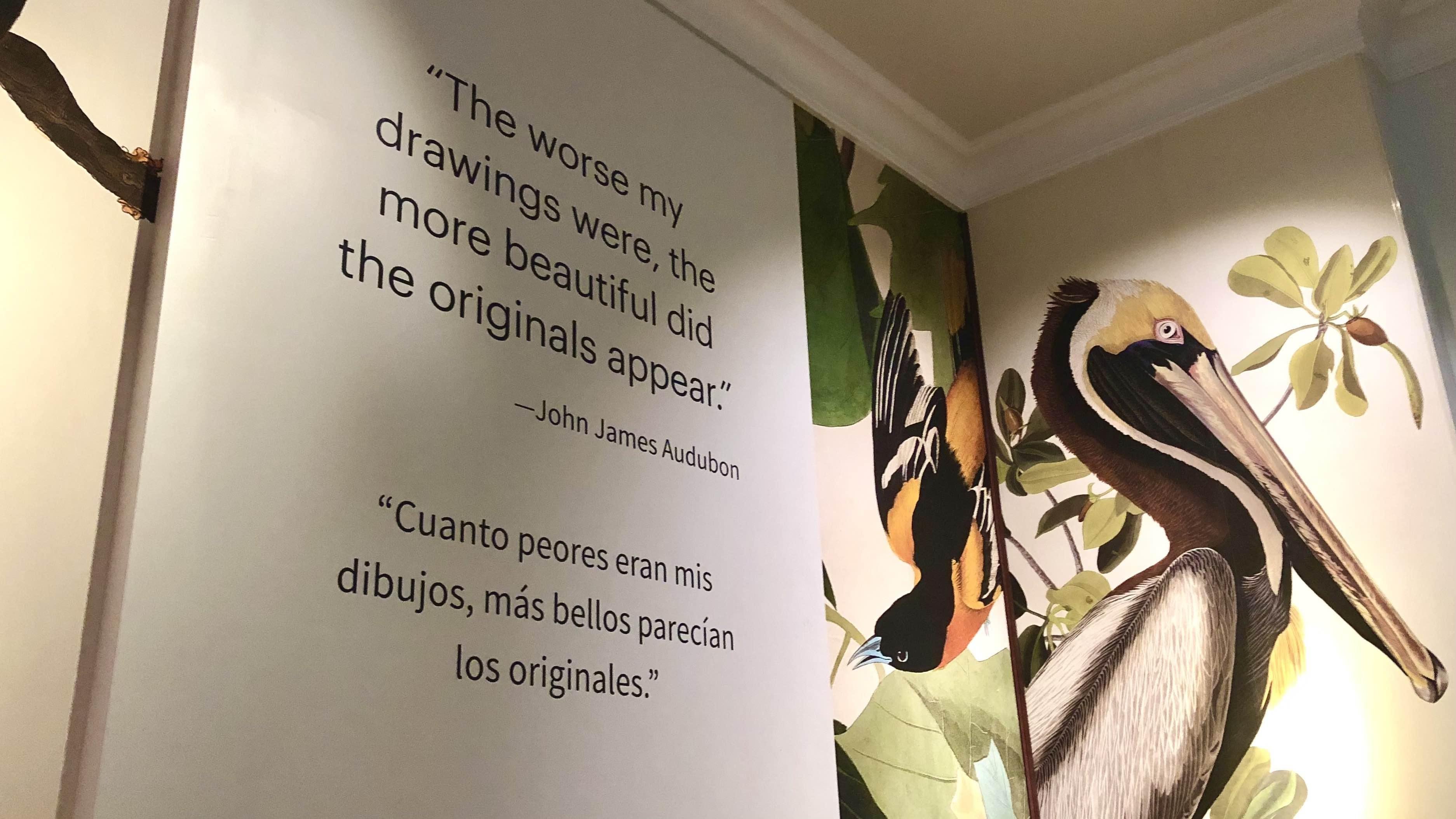 The exhibit features floor-to-ceiling images drawn from “Birds of America.” (Patty Wetli / WTTW News)