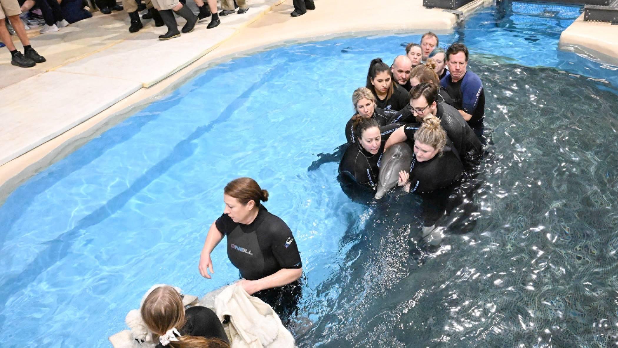 Brookfield Zoo’s animal care team introduces the zoo’s bottlenose dolphins to their renovated habitat. (Jim Schulz / CZS-Brookfield Zoo)
