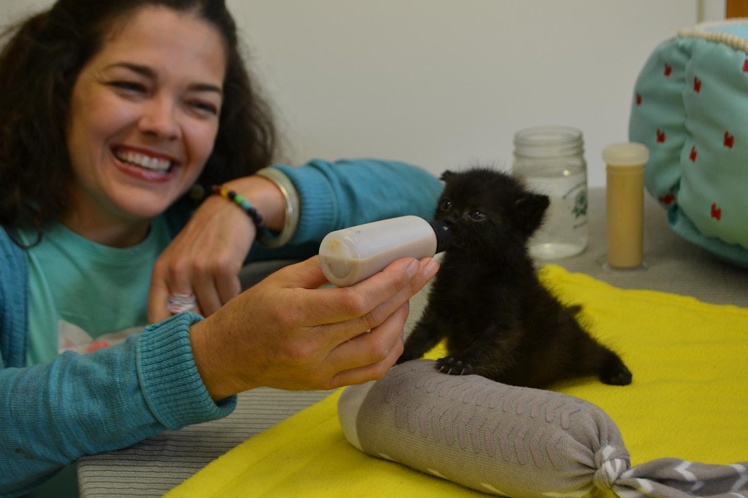 CACC’s Jenny Schlueter bottle feeds Jesus, a 4-week-old kitten brought to the shelter last month. (Alex Ruppenthal / Chicago Tonight)