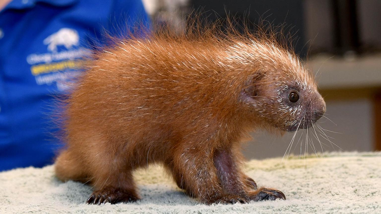A porcupine born last summer at Brookfield Zoo (Jim Schulz / Chicago Zoological Society)