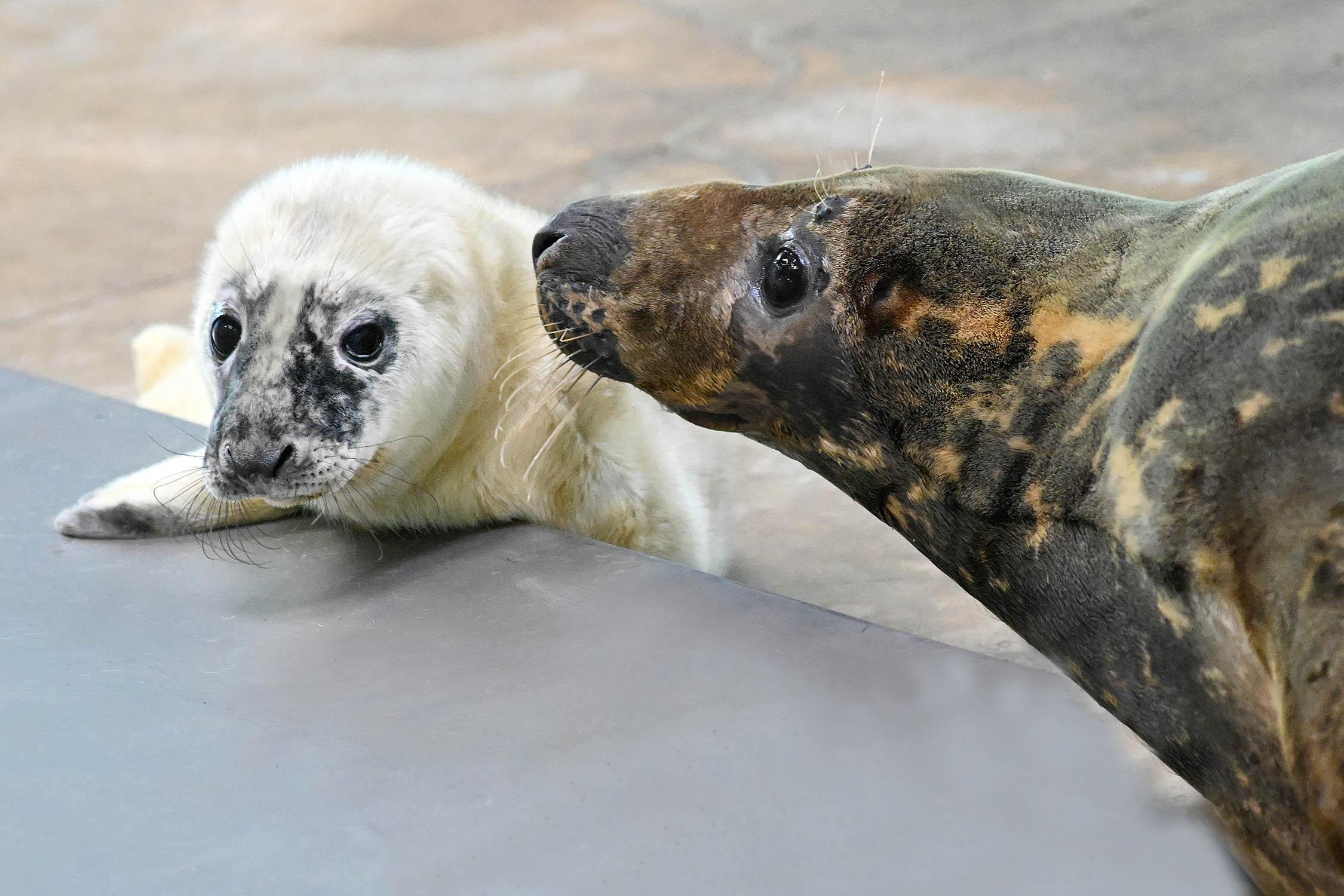 The pup with mom Georgie, who’s fully blind in her left eye and functionally blind in her right. Staffers at Brookfield Zoo say she locates her little one by his smell and sounds. (Courtesy of Brookfield Zoo)