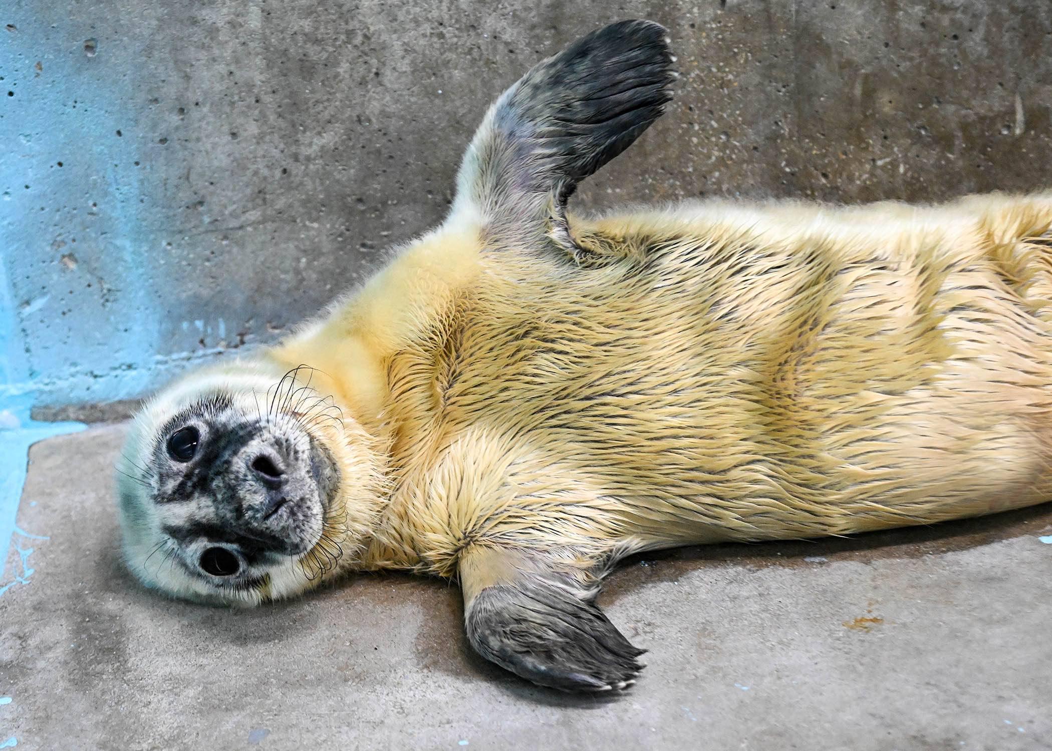 This pup’s a born swimmer. Seals may look clumsy on land, but in the water, they can reach speeds topping 20 miles per hour. (Courtesy of Brookfield Zoo)