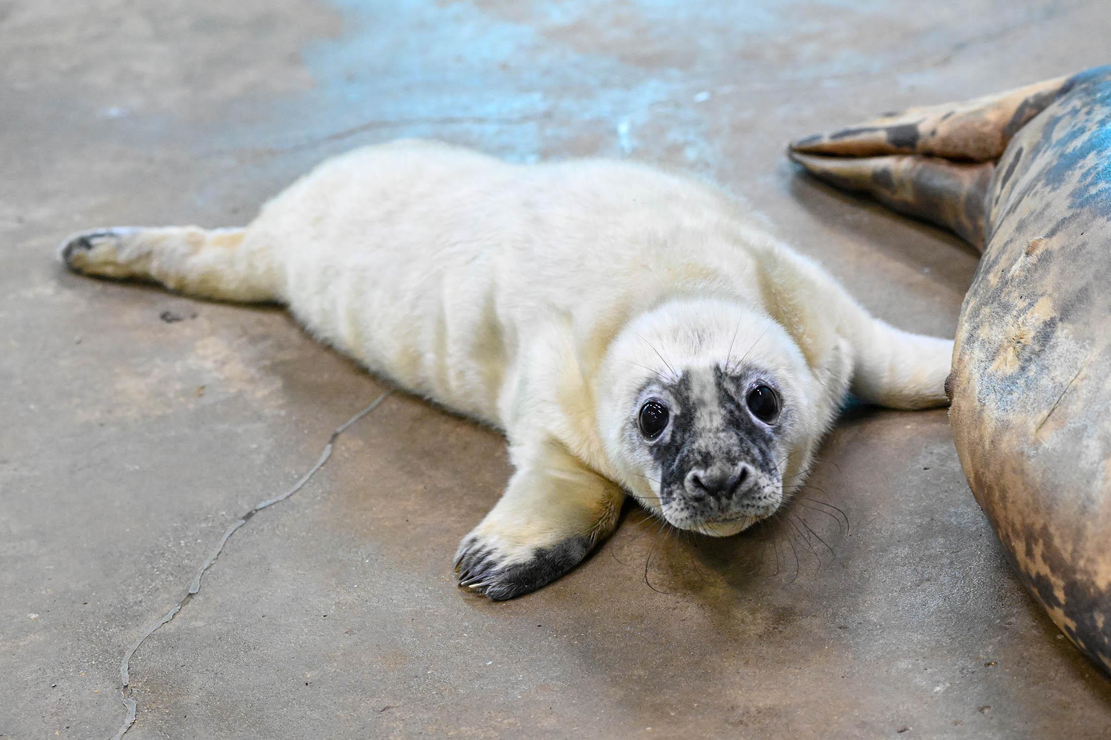 The youngster will quickly lose his white fur, known as lanugo. Male grey seals, like this pup, have a distinctively arched nose, which has earned them the nickname horsehead seal. (Courtesy of Brookfield Zoo)