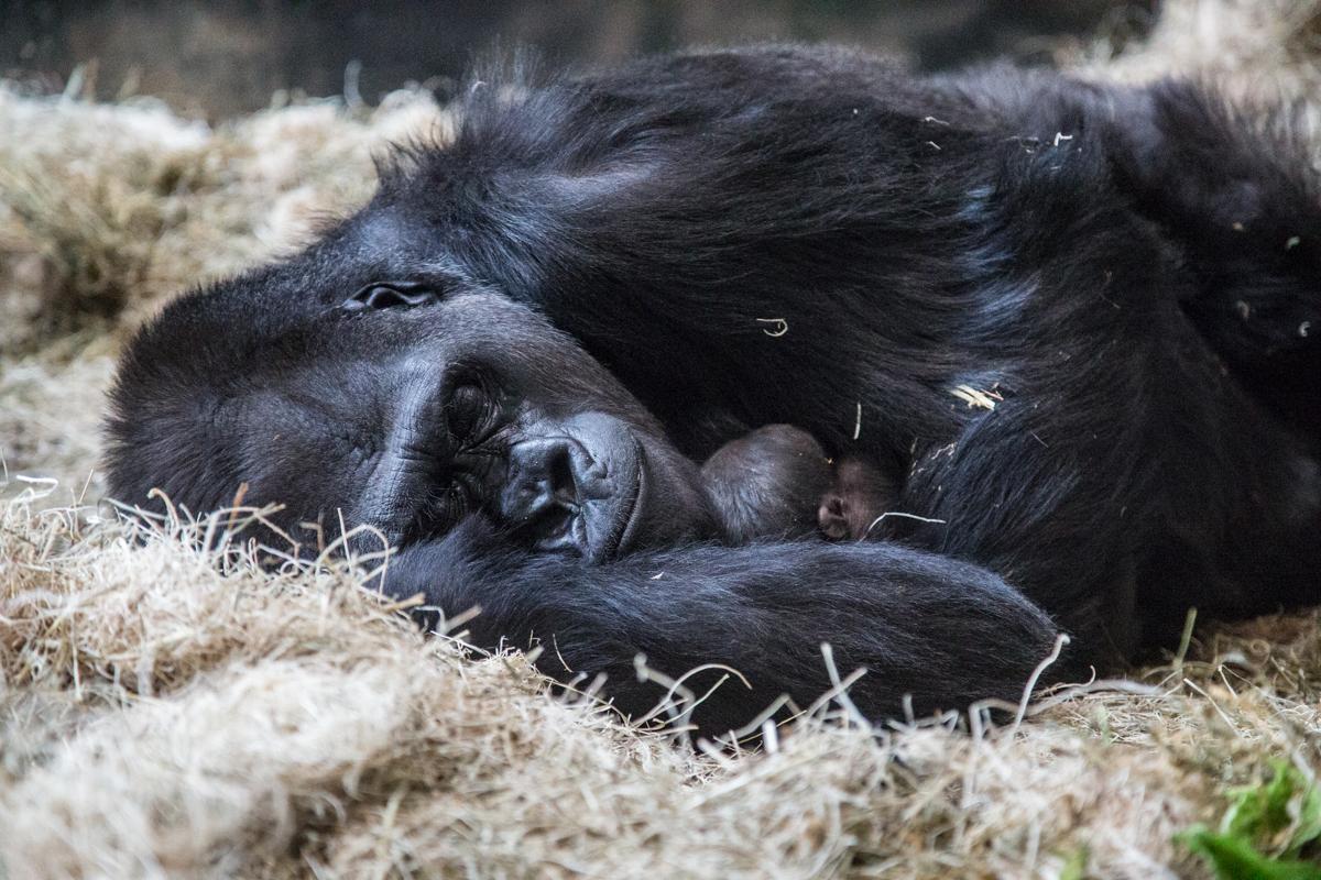 Western lowland gorilla Bana and her offspring at Lincoln Park Zoo (Christopher Bijalba / Lincoln Park Zoo)