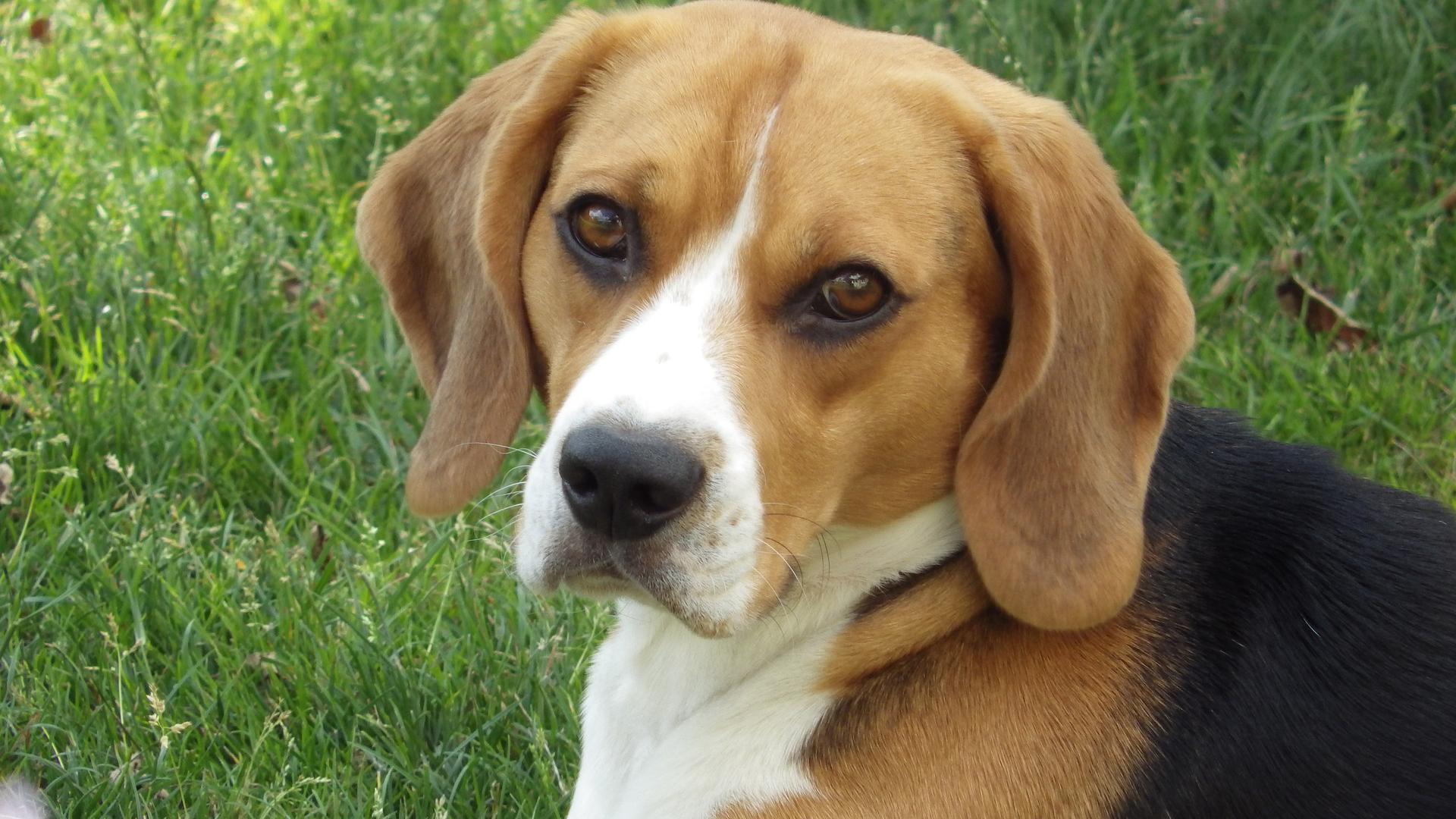 Beagles are the most commonly used dog breed in research, according to animal advocacy group the Beagle Freedom Project.