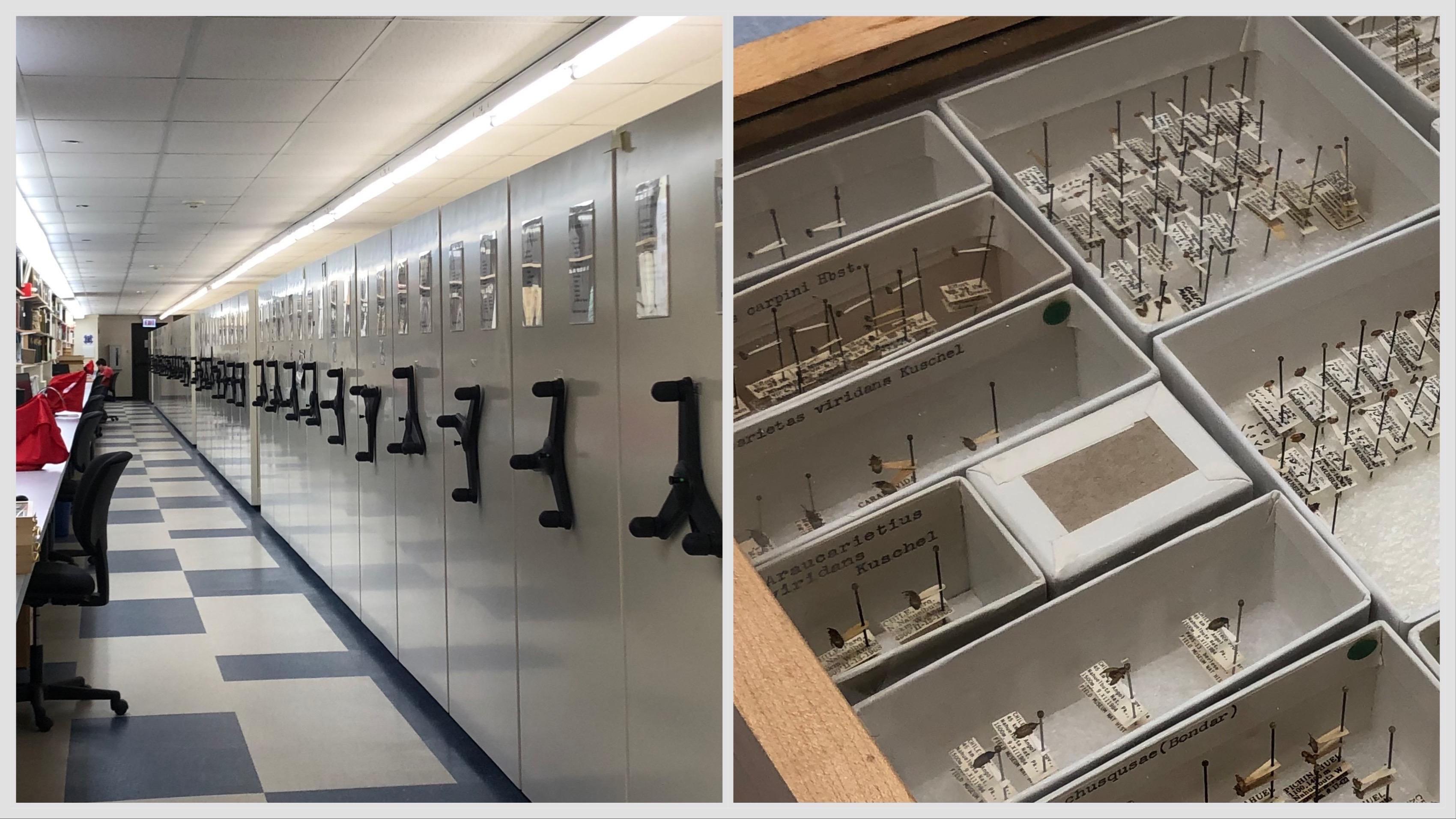 The Field Museum’s insect collection — drawers of specimens tucked away in storage. (Patty Wetli / WTTW News)