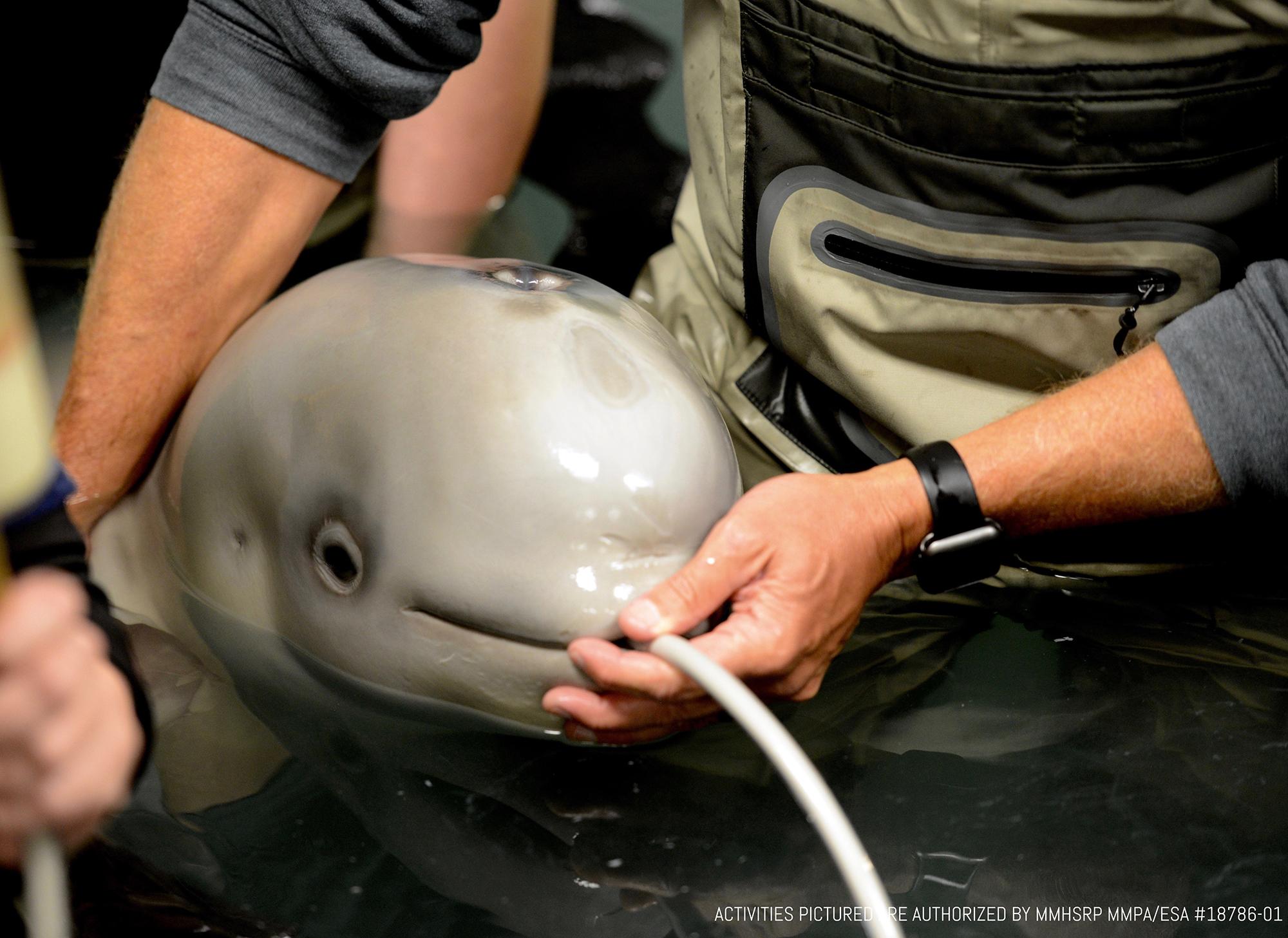 Experts have found that letting the rescued beluga whale calf suckle from a tube rather than a bottle is the most effective method to provide the calf with nutrients. (Courtesy ©Alaska SeaLife Center)