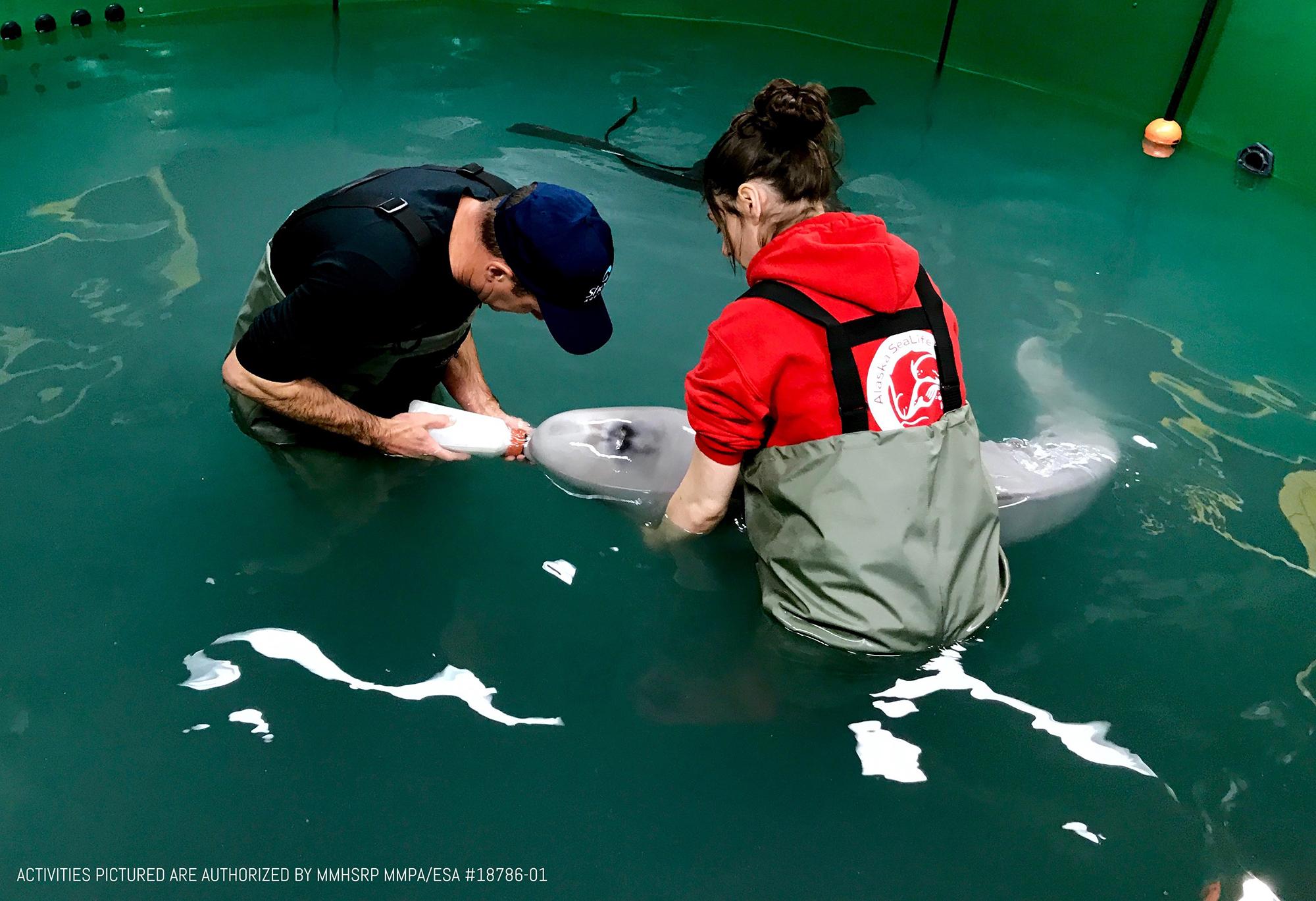 Feeding from a bottle is currently challenging for the beluga whale calf, and experts are trying different methods of feeding to find out what is most effective. (Courtesy ©Alaska SeaLife Center)