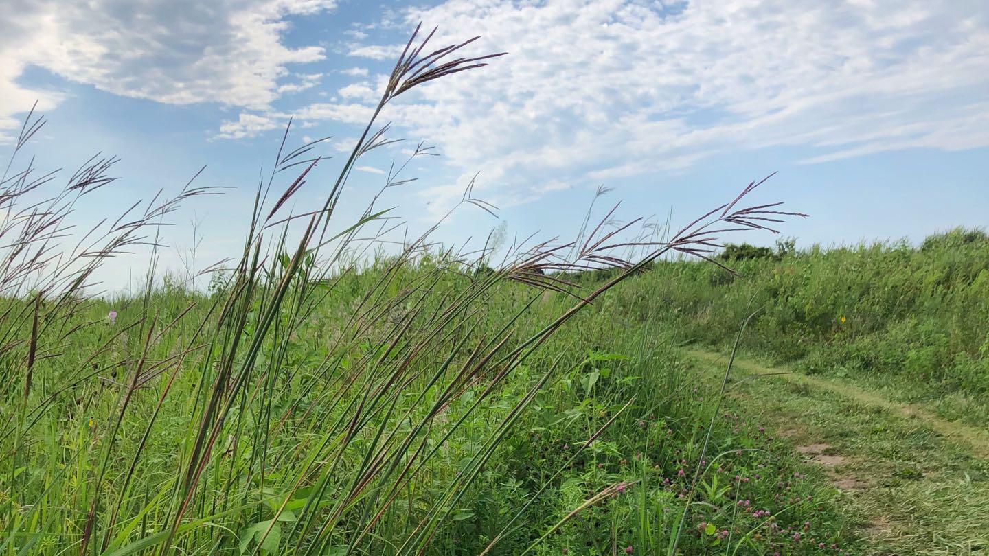 Big Bluestem is one of the dominant species of tallgrass prairies. Seen at Illinois' Matthiessen State Park. (Patty Wetli / WTTW News)