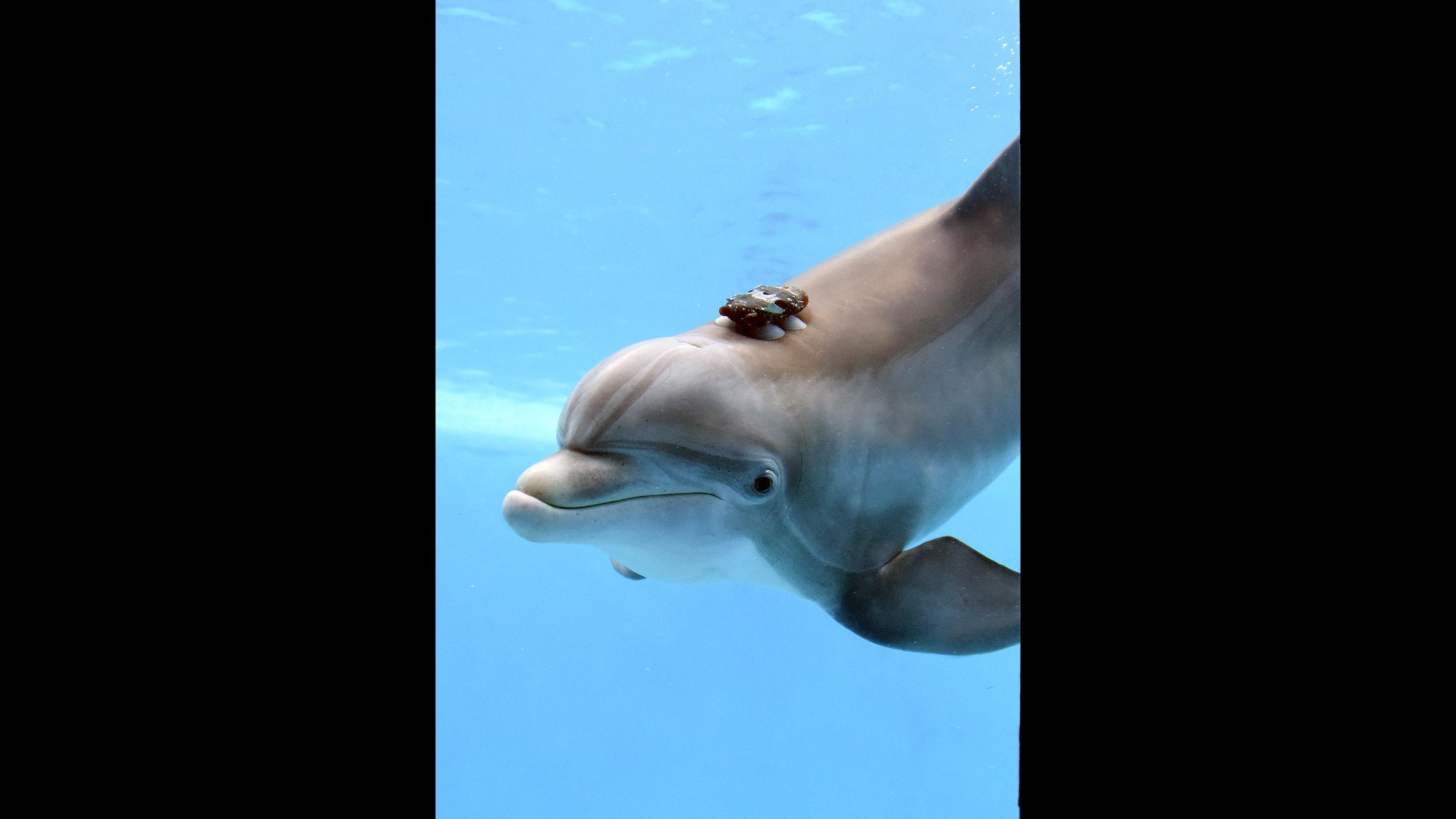 A bottlenose dolphin at Brookfield Zoo wears a biol-logging device to measure her activity levels and movement. (Courtesy Chicago Zoological Society)