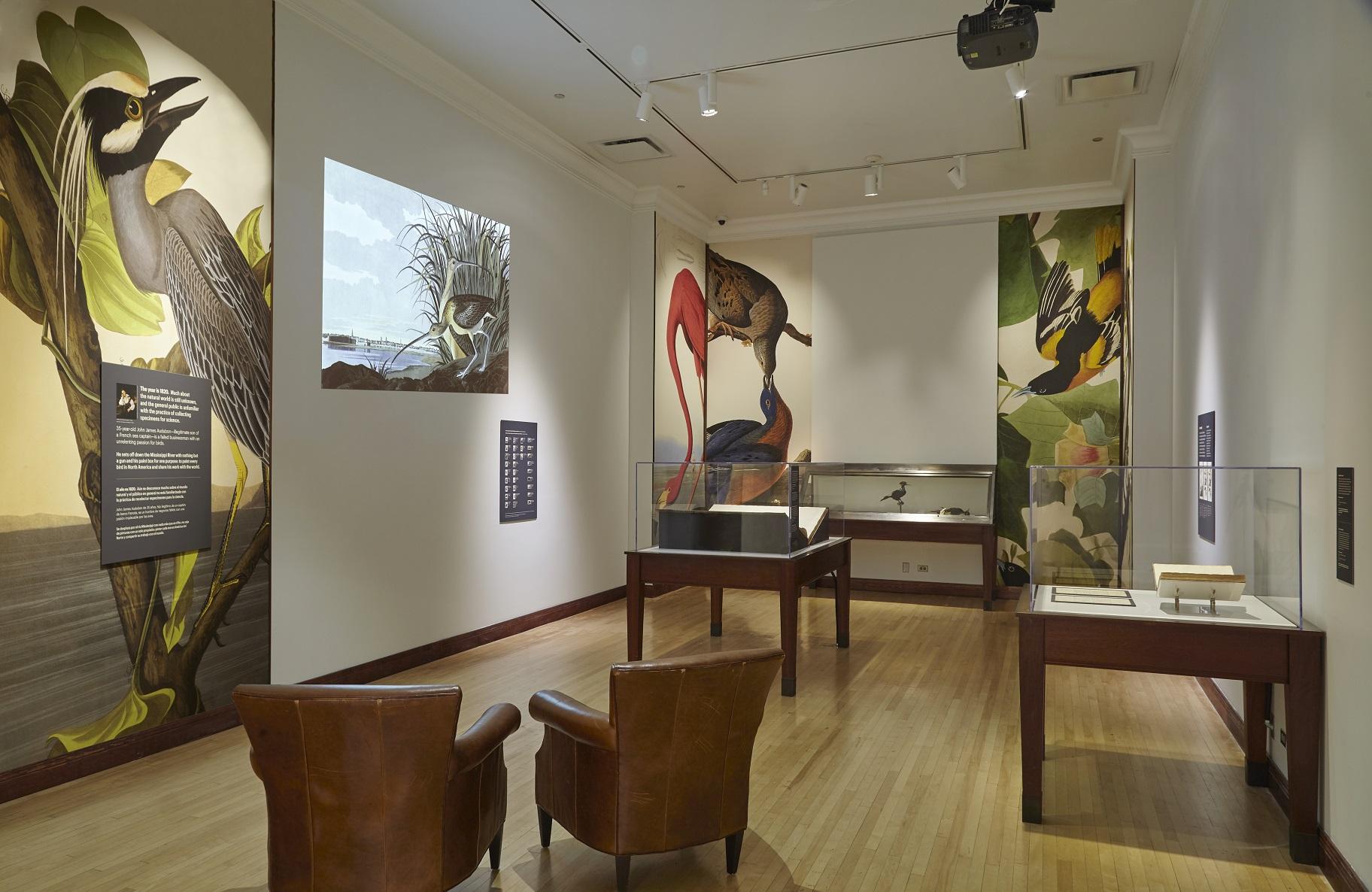 Housed in Brooker Gallery, the Field Museum’s new exhibit “Audubon's Birds of America” features floor-to-ceiling replicas of Audubon’s most famous illustrations. (Michelle Kuo / Field Museum)