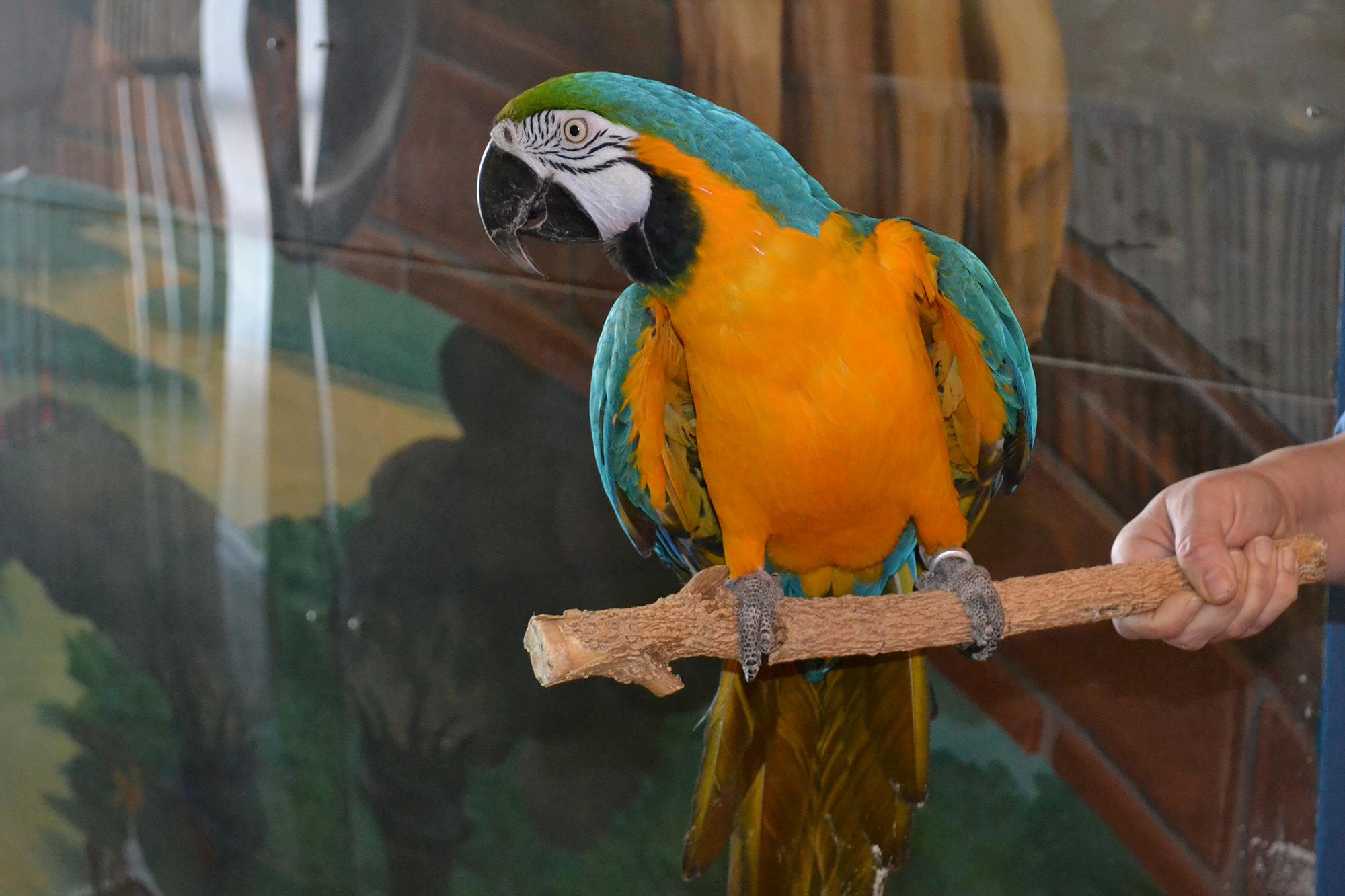 Missy, a 26-year-old blue and gold macaw at the Peggy Notebaert Nature Museum. 