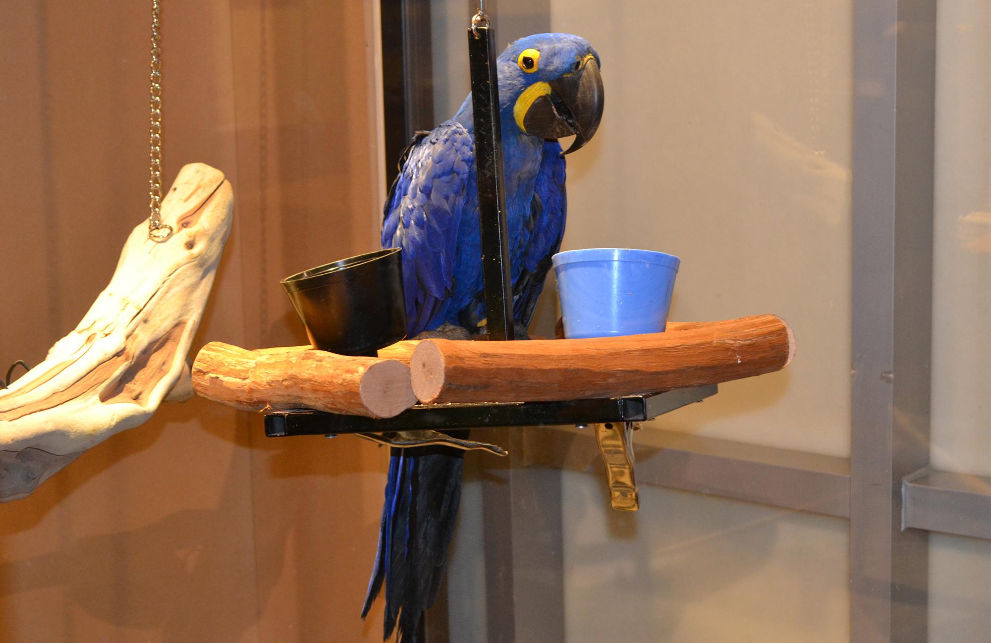 Noodle, an 18-year-old Hyacinth macaw at the Peggy Notebaert Nature Museum. 