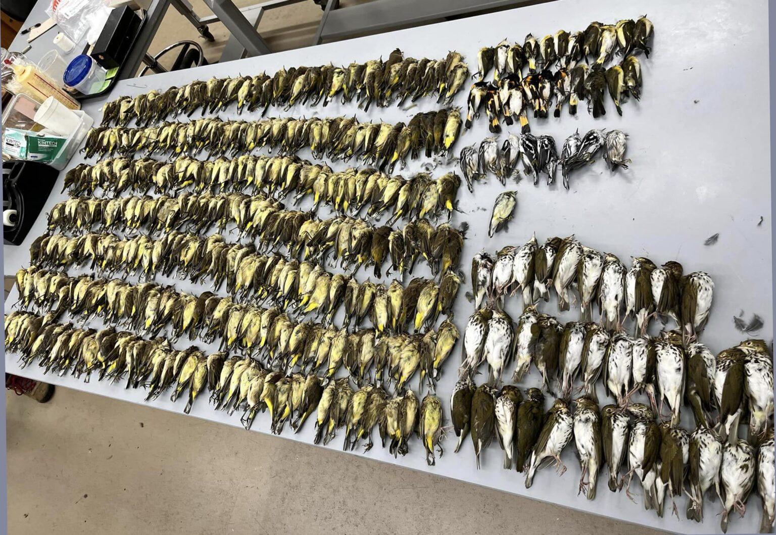 Field Museum staff collected 1,000 dead birds Thursday from the grounds of McCormick Place. (Courtesy of Taylor Hains)