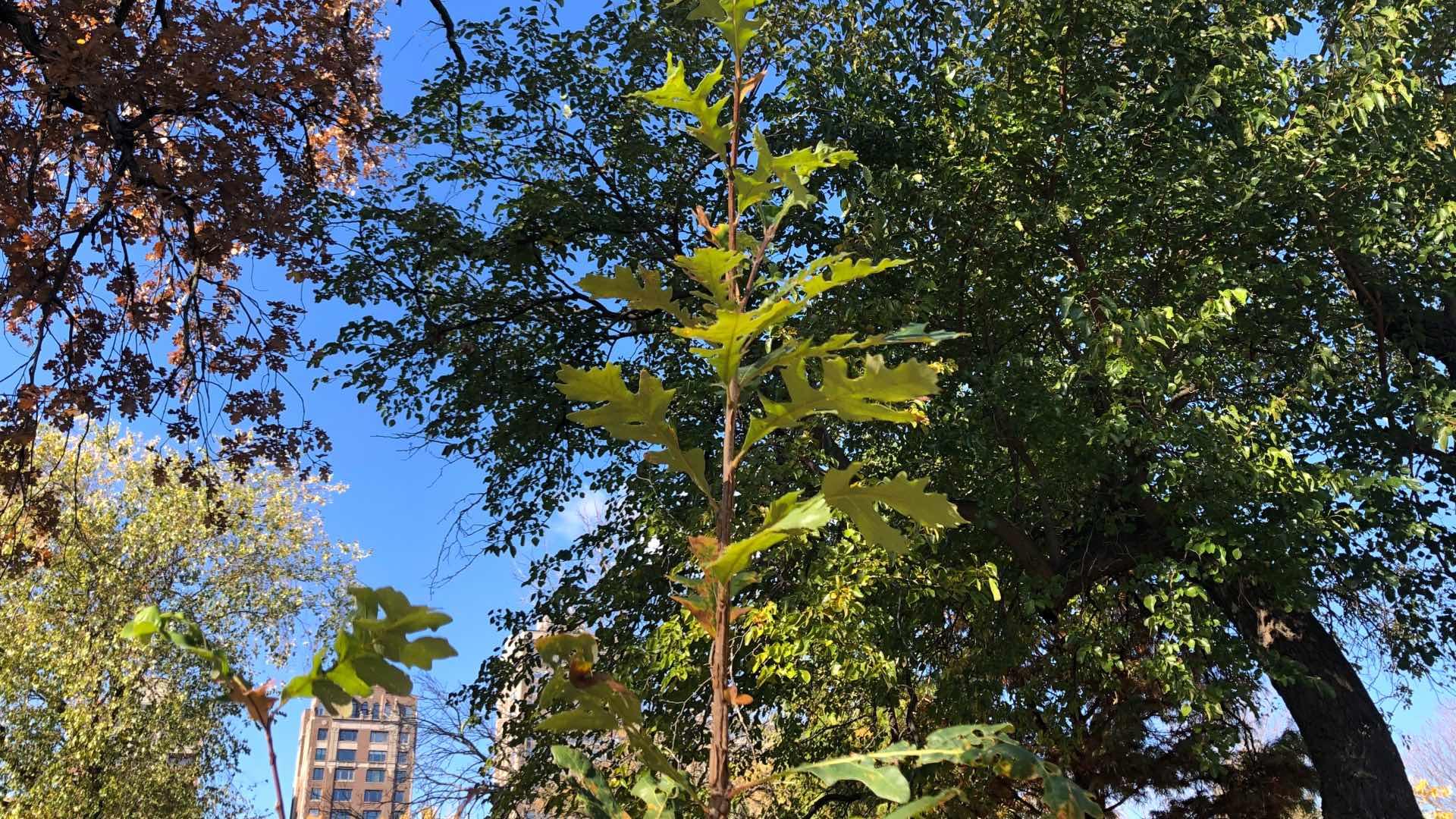 A baby bur oak has sprung up on its own at Lincoln Park Zoo. Slow-growing oaks are said to be trees "to plant for future generations." (Patty Wetli / WTTW News)
