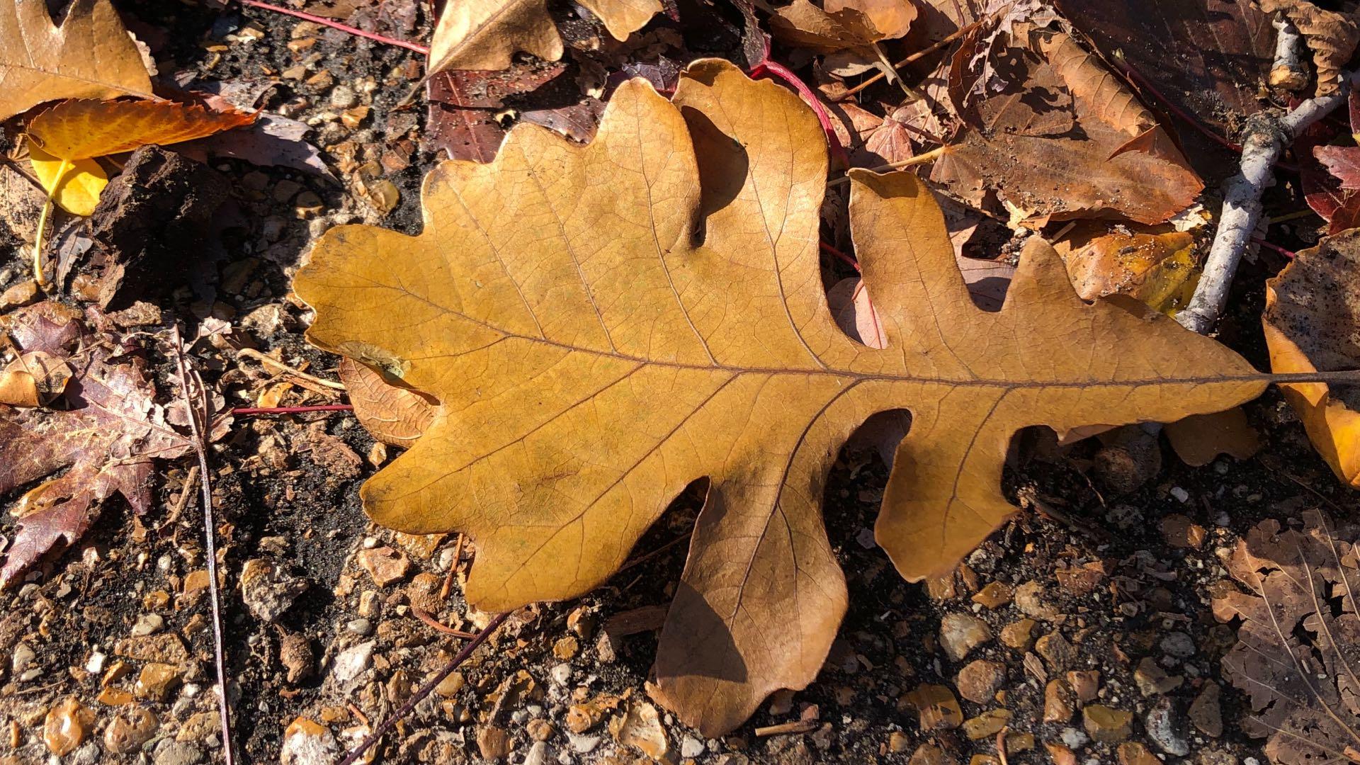 A bur oak leaf, at Lincoln Park Zoo. (Patty Wetli / WTTW News)